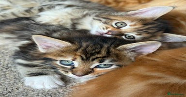 Maine Coon cats - Advert 4