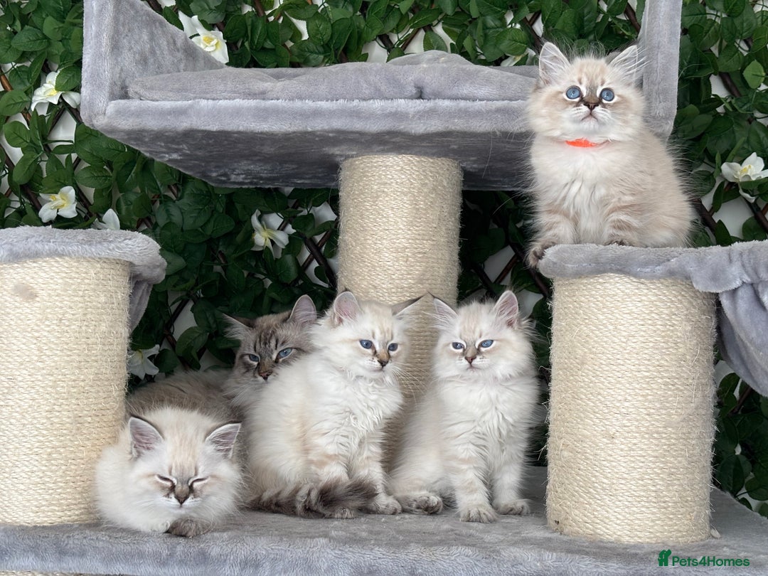 Siberian cats for sale: ✅3 WEEKS OLD BABIES AVAILABLE✅ - Advert 4