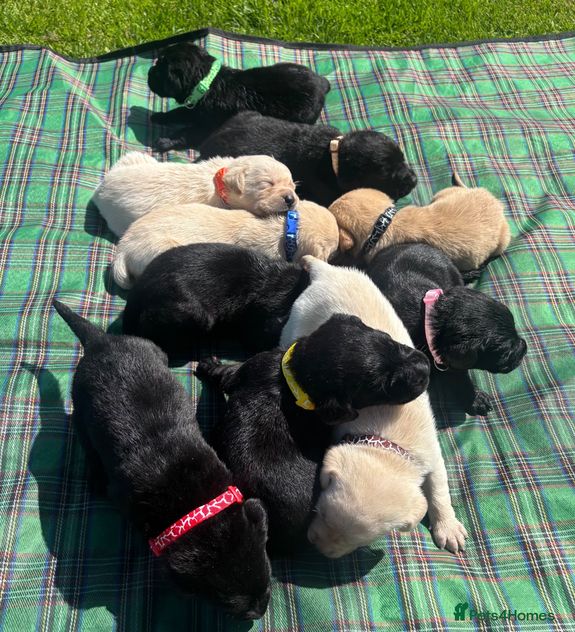 Labrador Retriever dogs Stunning Black and Yellow Labrador Pups Available - Advert 1