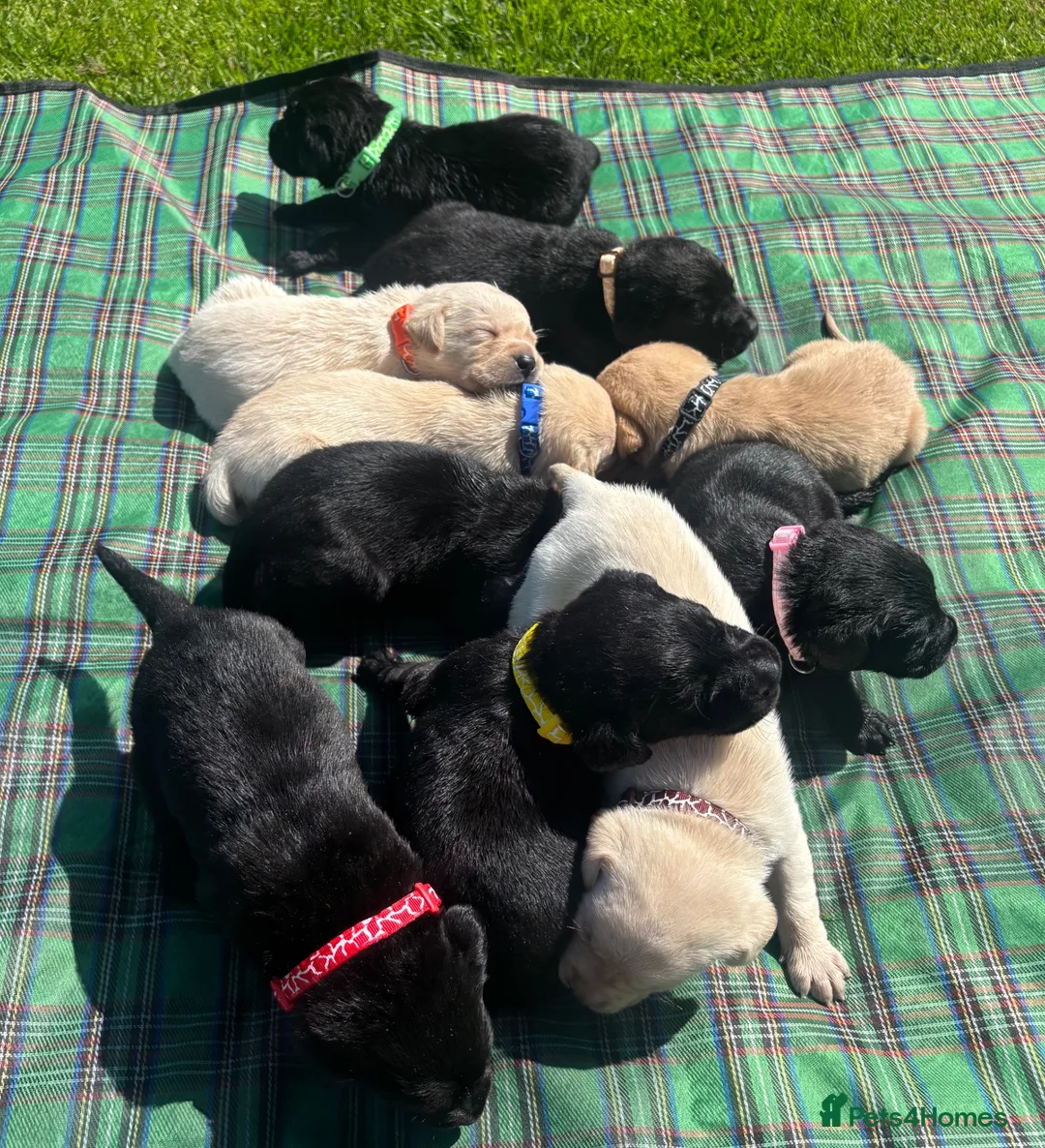Labrador Retriever dogs for sale: Stunning Black and Yellow Labrador Pups Available - Advert 1