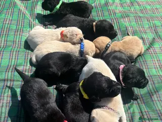 Labrador Retriever dogs Outstanding Black & Yellow Labrador Pups Available - Advert 1