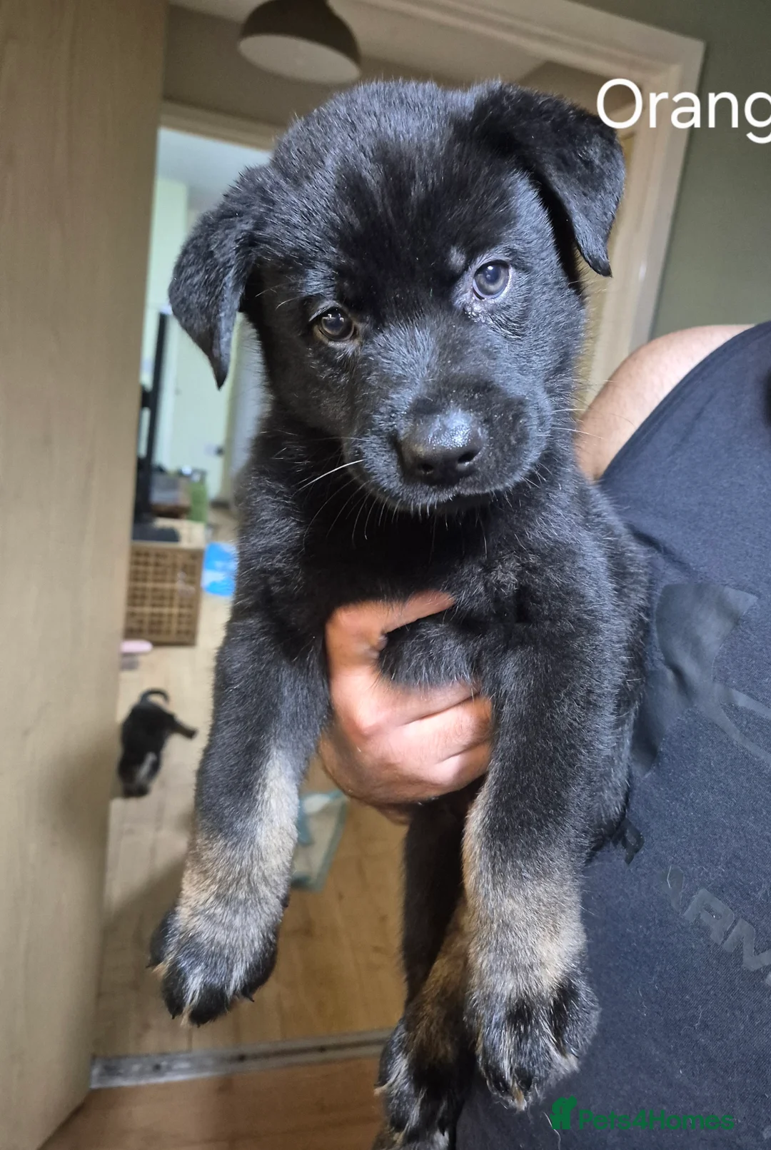 Mixed Breed dogs for sale: READY NOW! Stunning litter of puppies!! - Advert 6