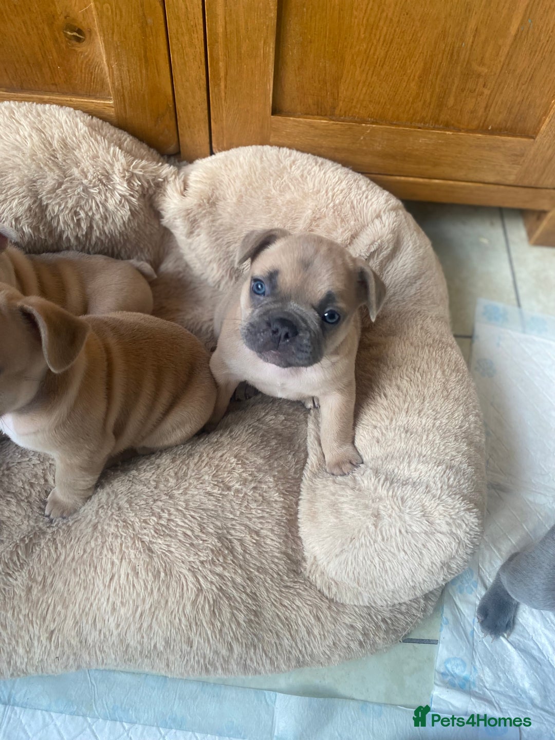 French Bulldog dogs for sale: Blue and Blue Fawn French Bulldog pups - Advert 3
