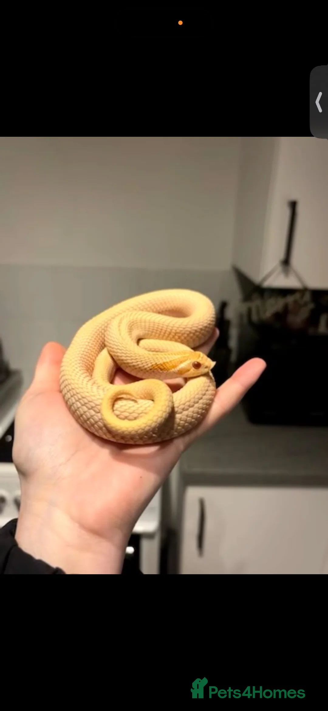 Snake reptiles for sale: Male hognose pet only  - Advert 2