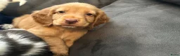 Cocker Spaniel dogs for sale: Cocker Spaniel Puppies  - Advert 4