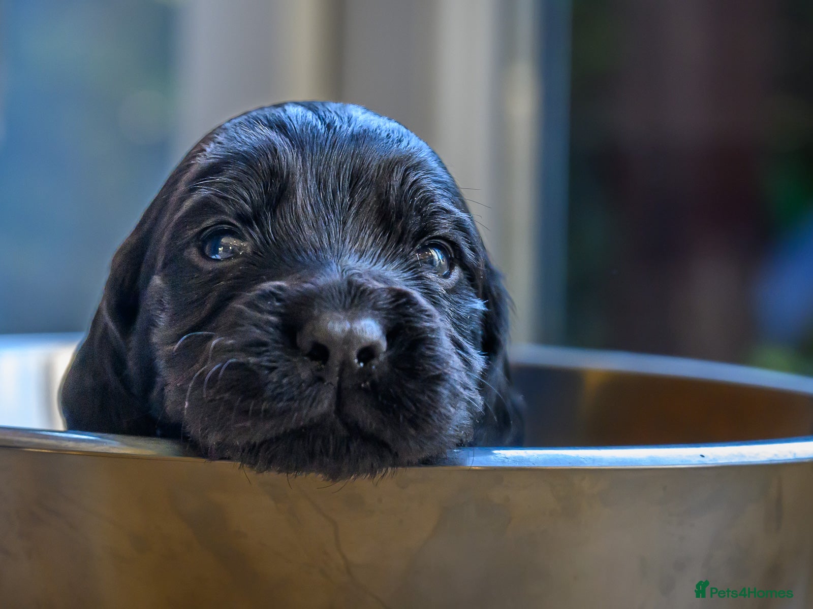 Cocker Spaniel dogs Working cocker pups - Advert 2