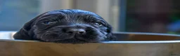 Cocker Spaniel dogs for sale: Working cocker pups in Tadley - Advert 2