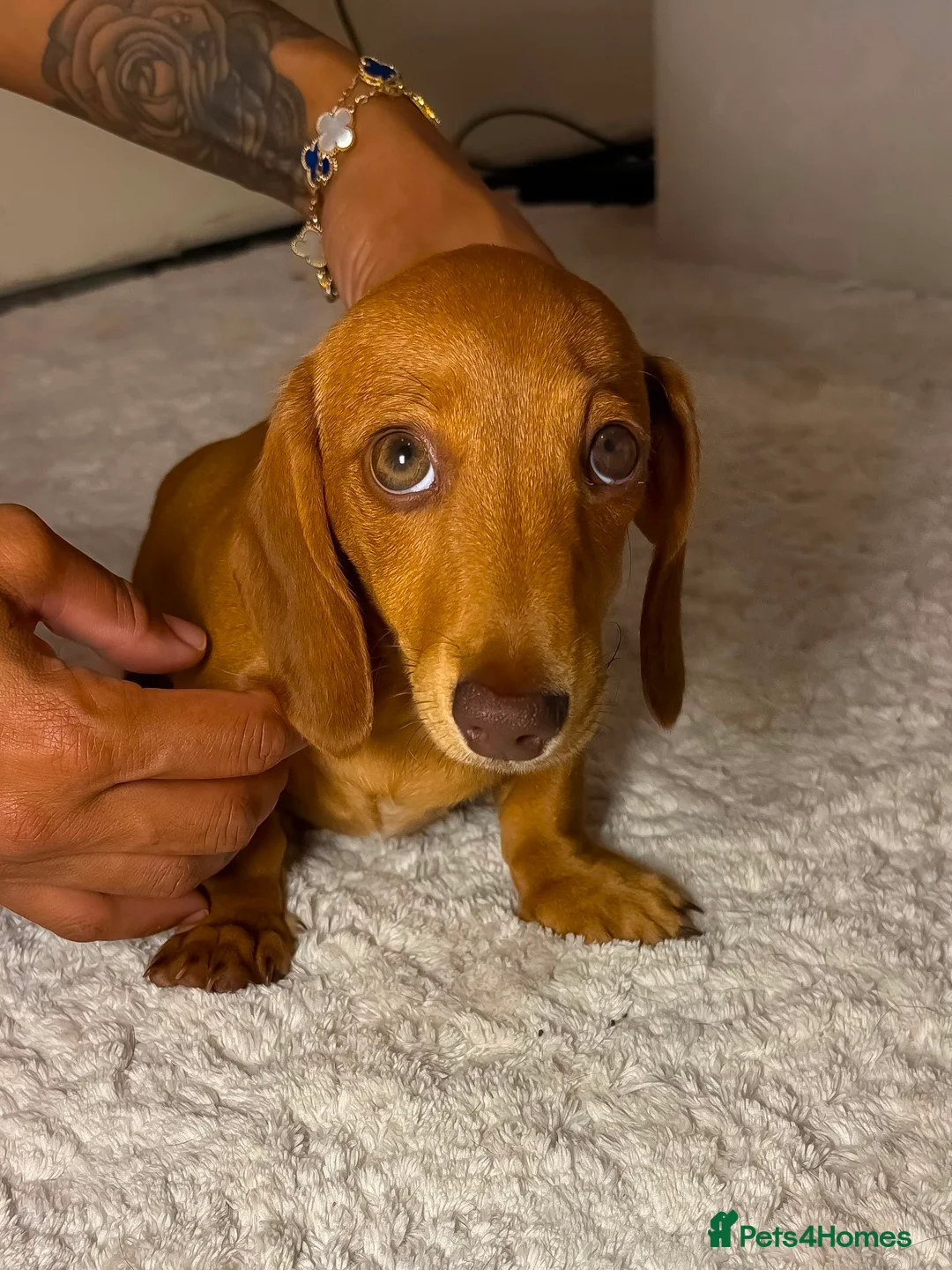 Miniature Dachshund dogs for sale: 🤎 Long-Haired Red Girl in Derby - Advert 2