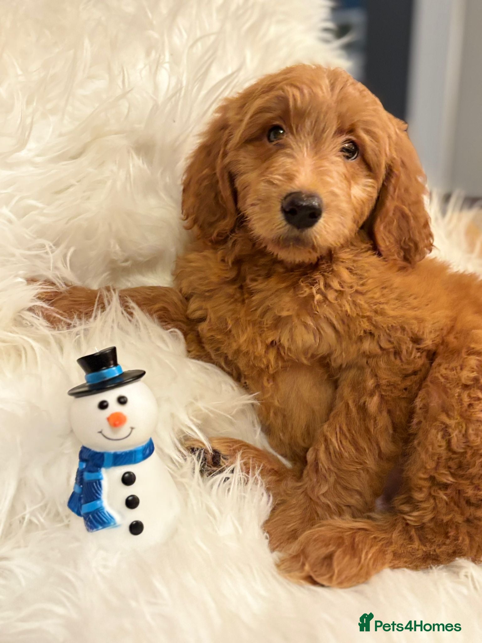 Goldendoodle dogs Ready Now deep red Golden Doodle F1 pups  - Advert 1