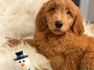 Goldendoodle dogs Ready Now deep red Golden Doodle F1 pups - Advert 1