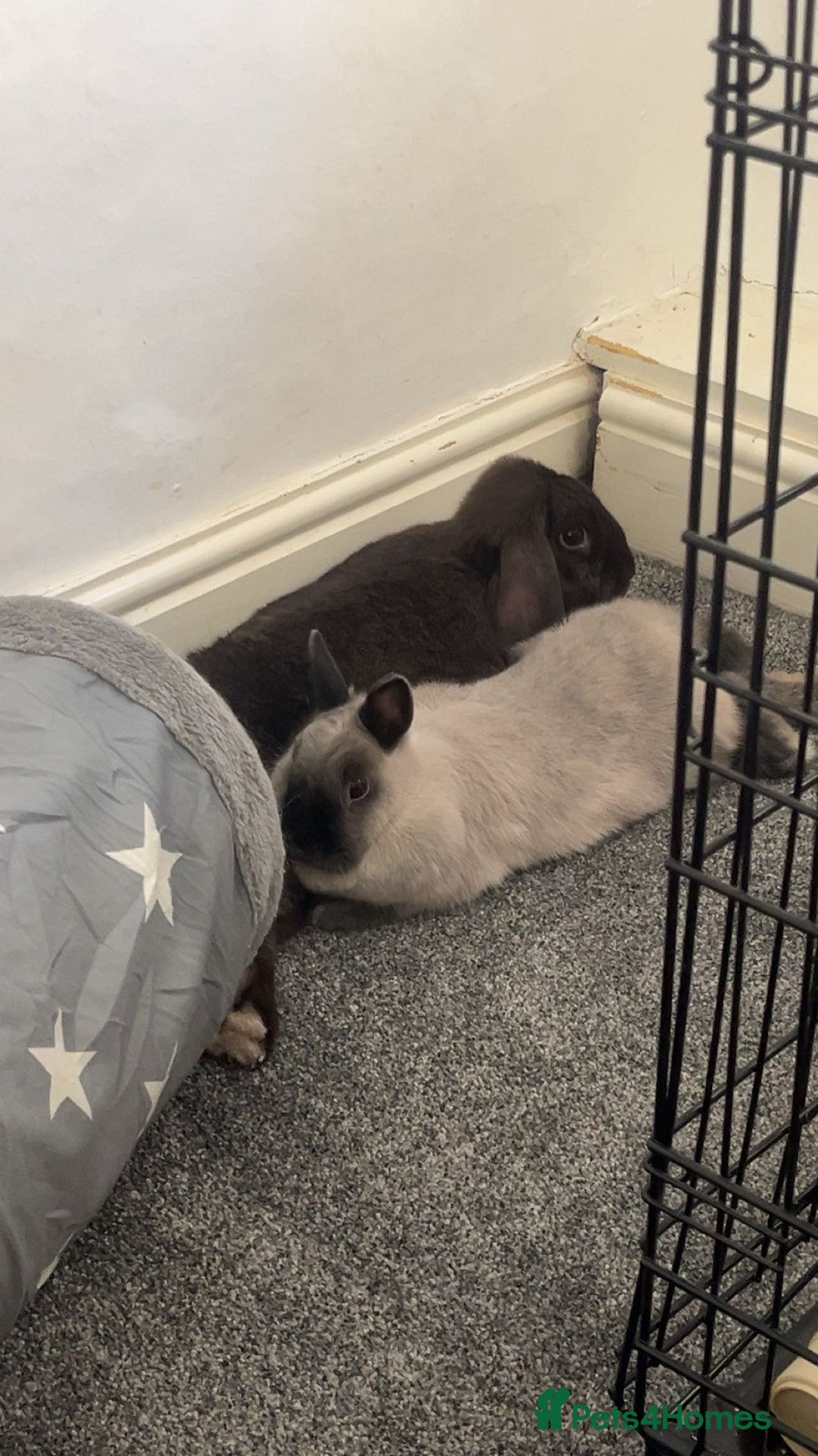 Netherland Dwarf rabbits for sale: Rehoming two beautiful rabbits - Advert 7