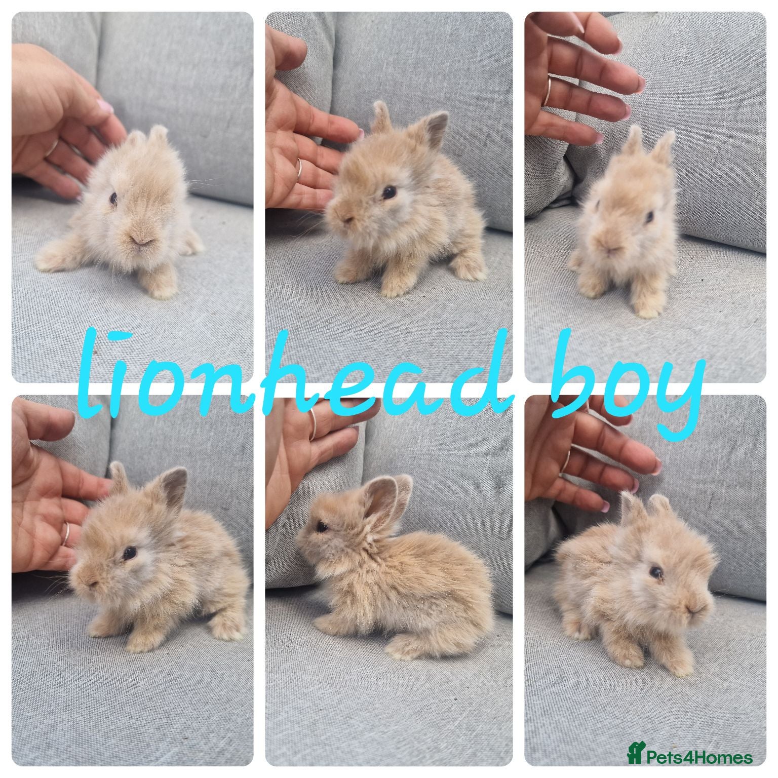 Lionhead rabbits Lionhead babies  - Advert 8
