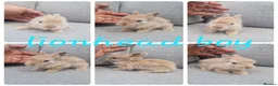 Lionhead rabbits for sale: Lionhead babies  - Advert 4