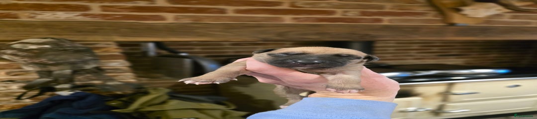 Whippet Puppy 1
