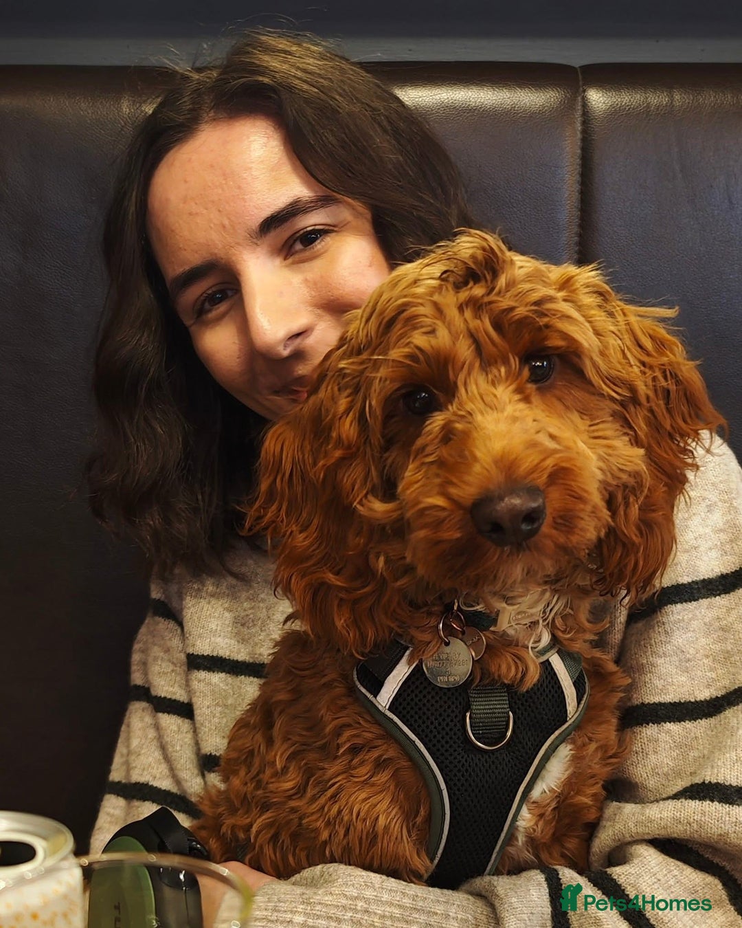 Cockapoo dogs for sale: F1 Fox Red Cockapoo boys (ready now) - Image 9