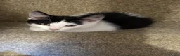 Mixed Breed cats for sale: Gorgeous kittens for sale! in Nottingham - Advert 9
