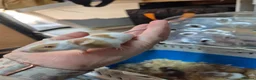 Mouse rodents for sale: Fancey Male and female mice - Advert 17
