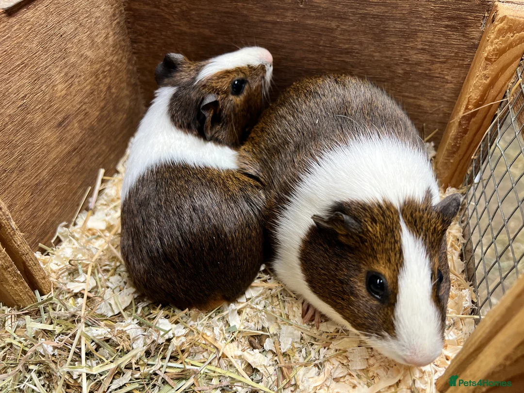 Guinea Pig rodents for sale: Pair of sow/girls - Advert 7