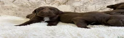 Cockerdor dogs for sale: Chunky Cockador puppies 🐶  - Advert 17