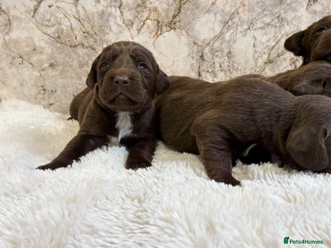 Cockerdor dogs for sale: Chunky Cockador puppies 🐶  - Advert 17
