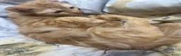British Longhair cats for sale: British long hair + Turkish arugula  - Advert 11