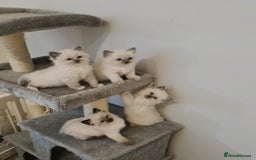 Ragdoll cats for sale: Blue Point and Seal Point Ragdoll kittens  - Image 4