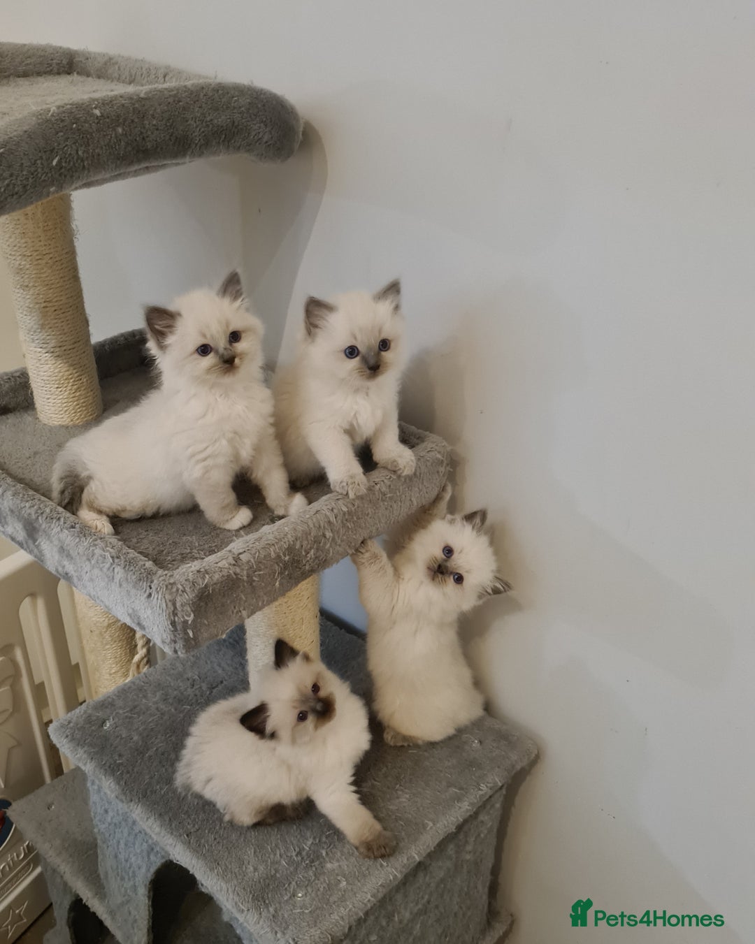 Ragdoll cats for sale: Blue Point and Seal Point Ragdoll kittens  - Image 4