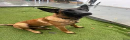 Belgian Shepherd Dog dogs for sale: Cooper in Hayes - Advert 3