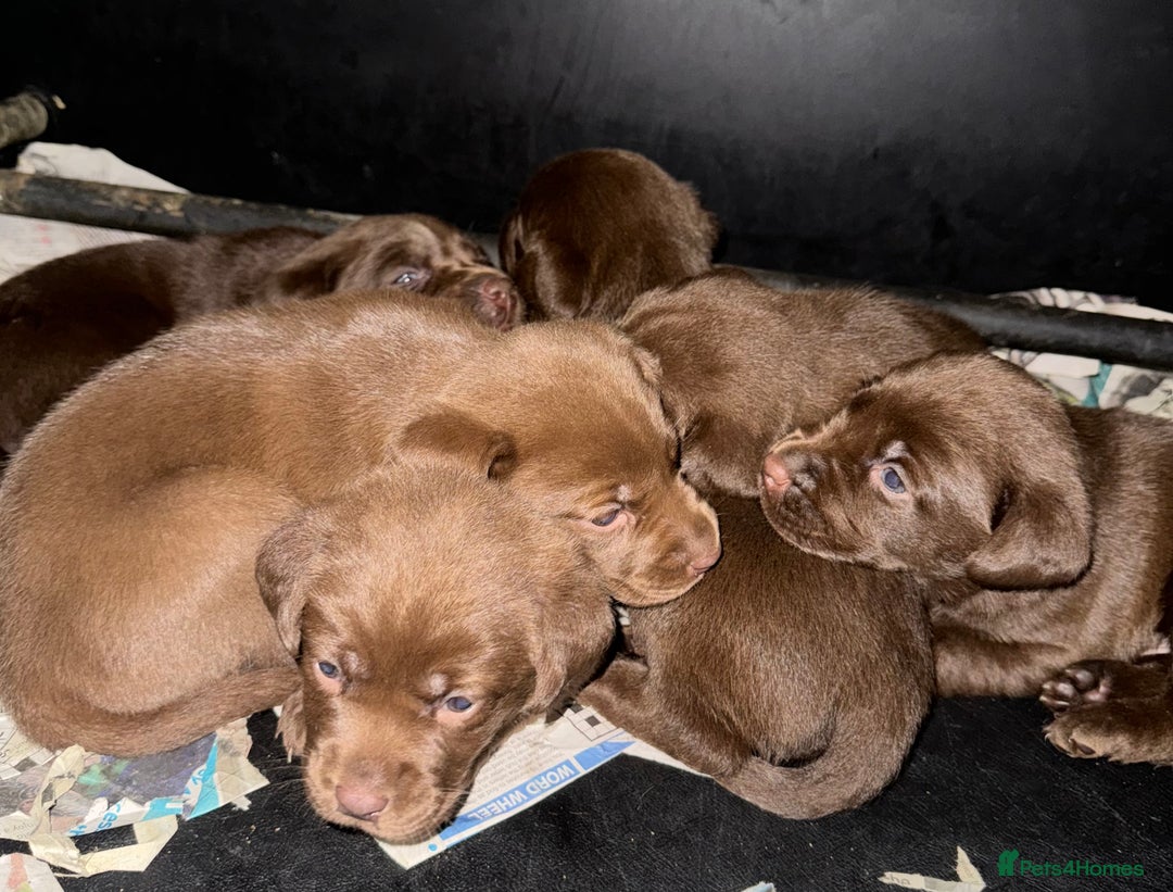Labrador Retriever dogs for sale: Beautiful kc working type chocolate lab pups  - Image 7