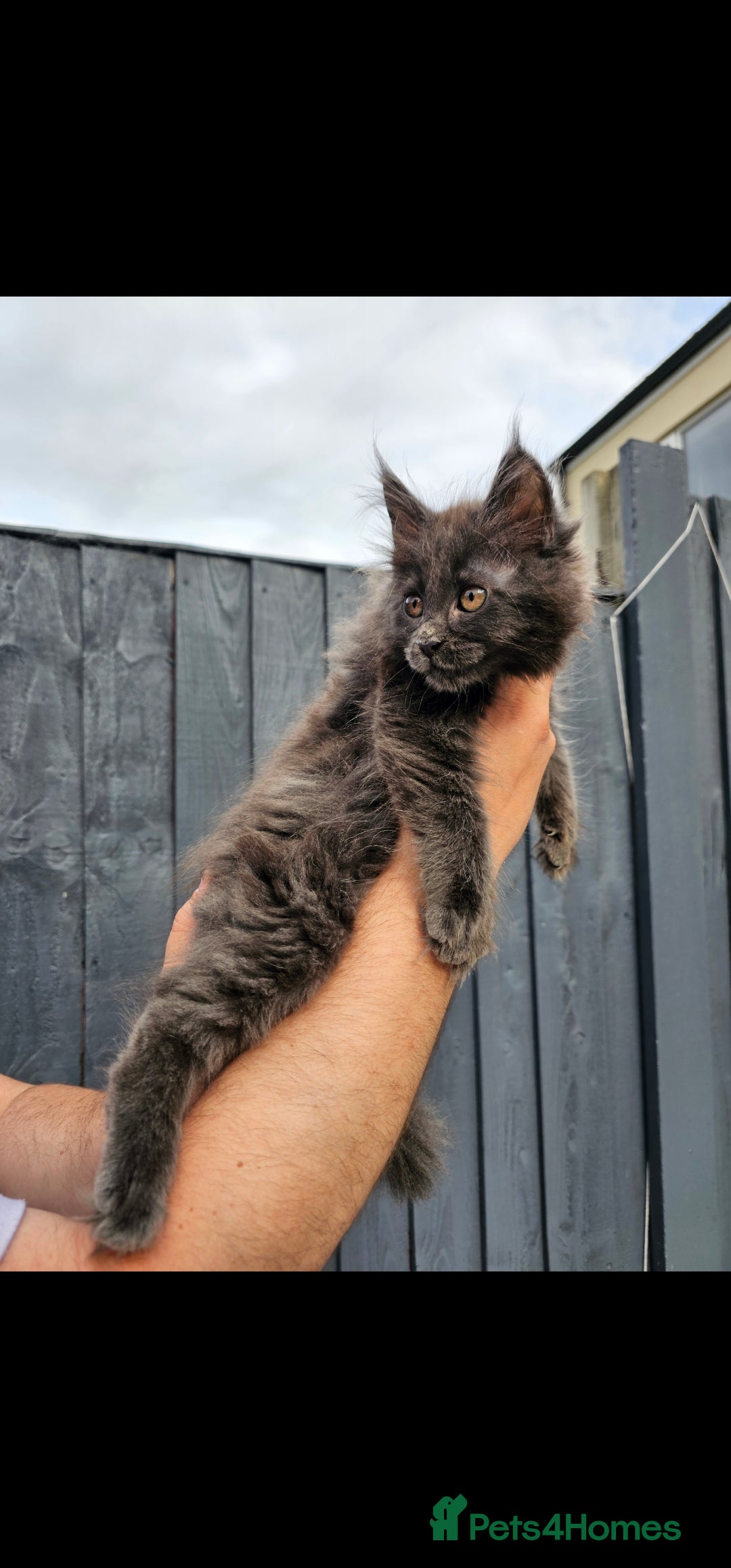 Maine Coon cats Pure Breed Maine Coon Kittens - Advert 2