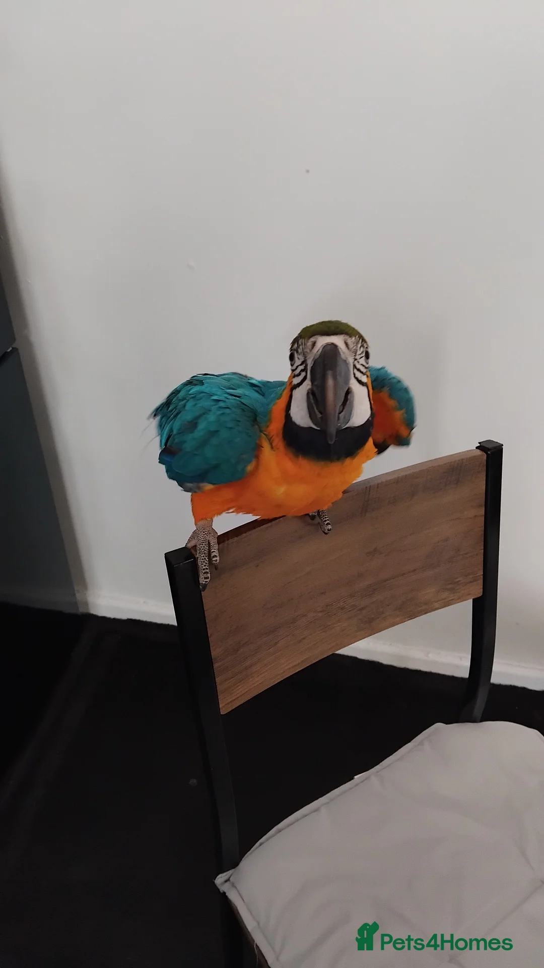 Macaws birds for sale: Pablo blue and gold macaw - Advert 2