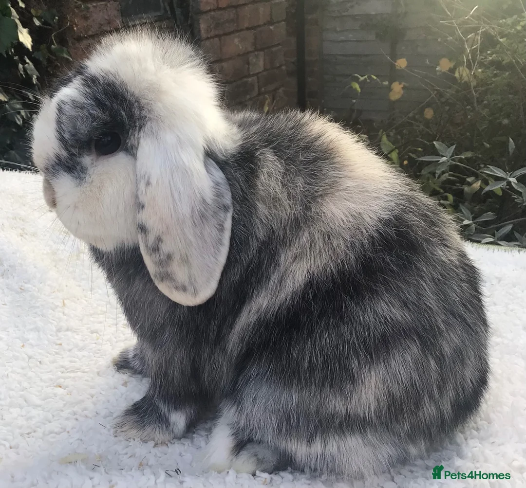 Mini Lop rabbits for sale: Mini lop doe - Advert 2