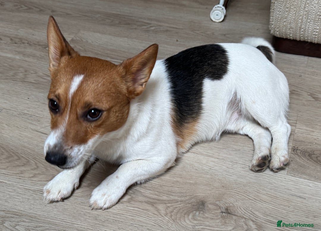 Jack Russell dogs for stud: Derek the Jack Russell looking for the ladies!  - Advert 2