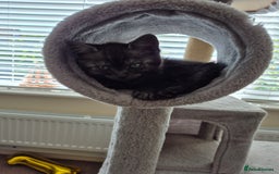 British Shorthair cats for sale: Black Short Haired Tabby Cross Breed Kitten - Image 11