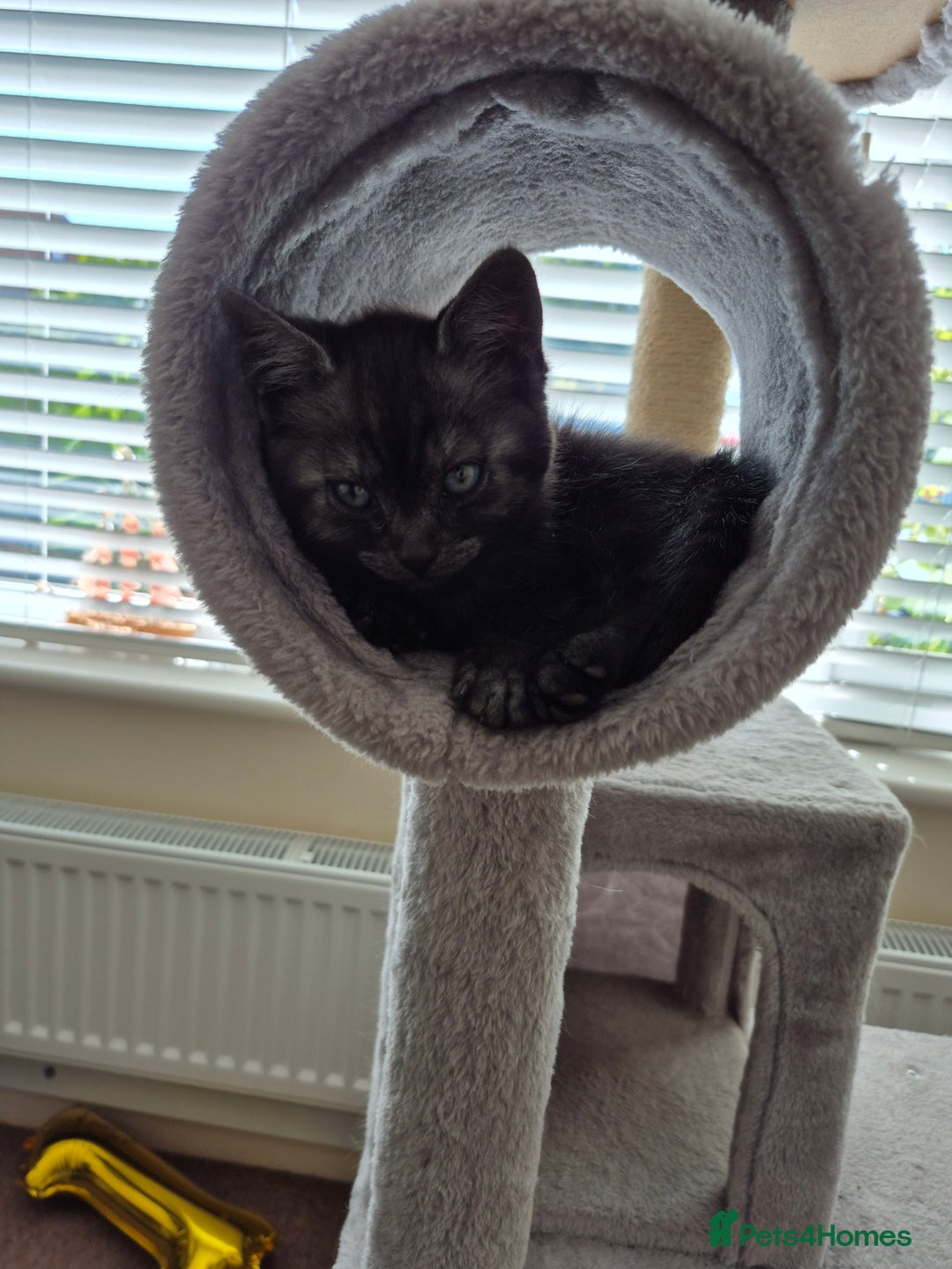 British Shorthair cats for sale: Black Short Haired Tabby Cross Breed Kitten - Image 11