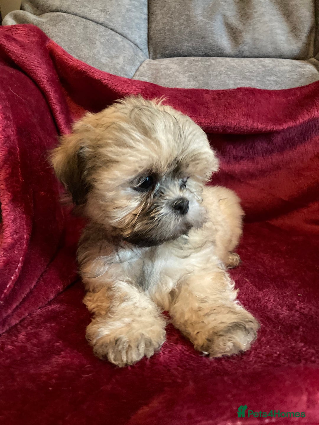 Lhasa Apso dogs for sale: Lhasa Apso Puppies 🐶  - Image 17