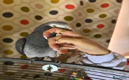 Parrots birds for sale: Timneh parrot male 20 years old  - Image 9