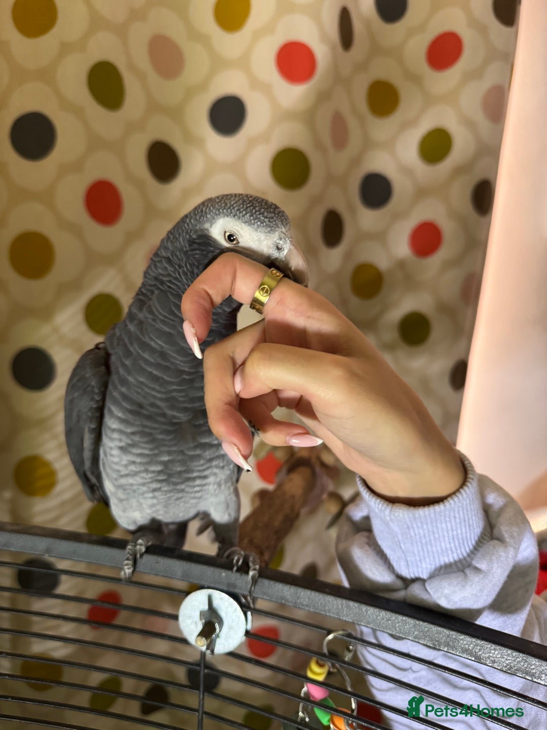 Parrots birds for sale: Timneh parrot male 20 years old  - Image 9