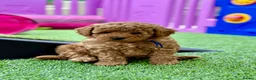 Miniature Poodle dogs for stud: Small RKC registered Miniature Phantom Poodle - Advert 27