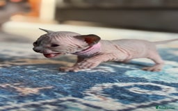 Sphynx cats for sale: TICA REGISTERED CANADIAN Elf Sphynx 1 kitten left  - Image 24