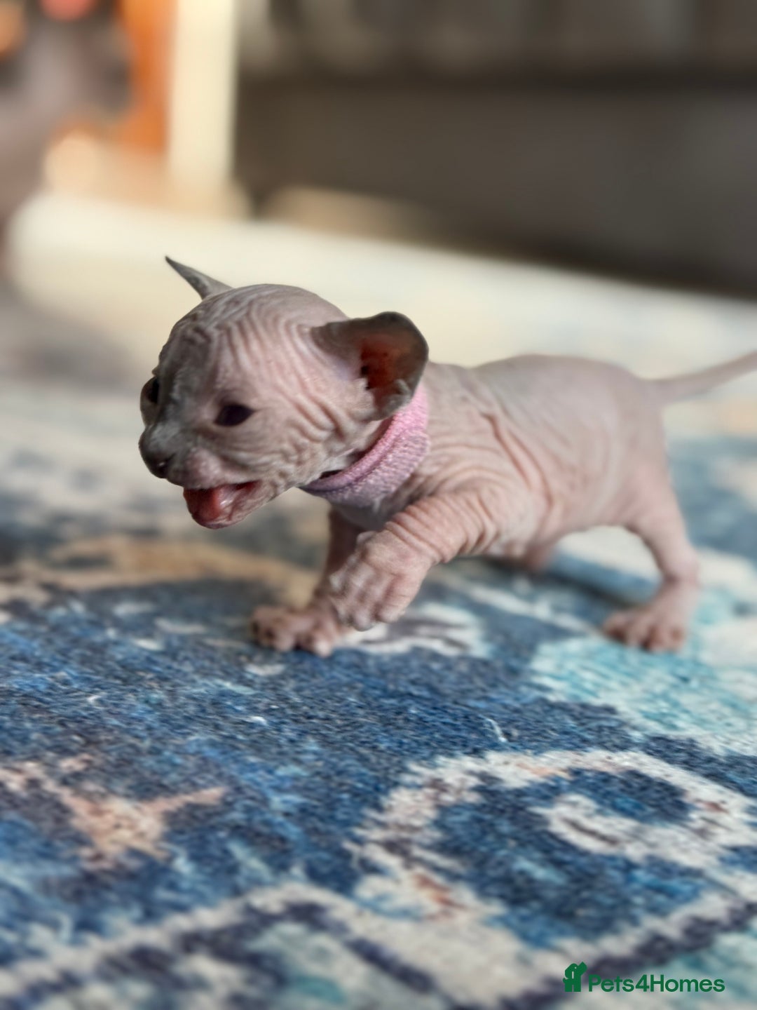 Sphynx cats for sale: TICA REGISTERED CANADIAN Elf Sphynx 1 kitten left  - Image 24