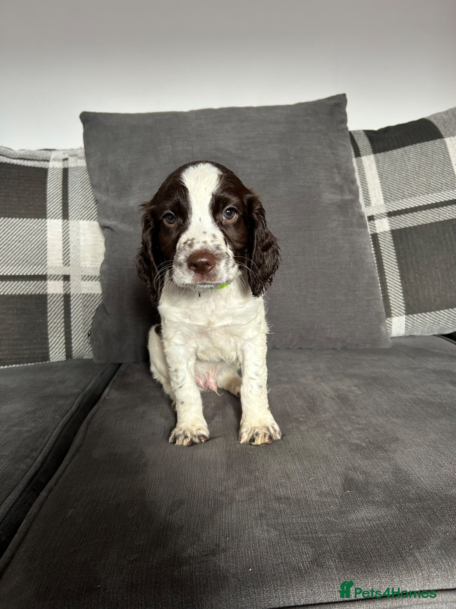 English Springer Spaniel dogs English Springer Spaniel  - Advert 14
