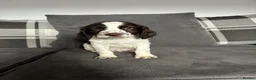English Springer Spaniel dogs for sale: English Springer Spaniel  - Advert 1