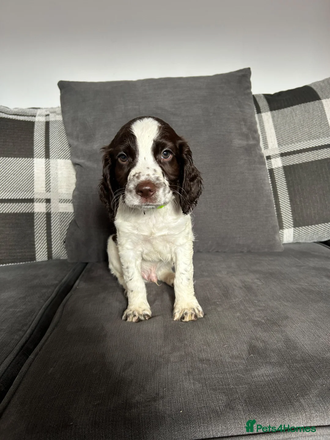 English Springer Spaniel dogs for sale: English Springer Spaniel  - Advert 1
