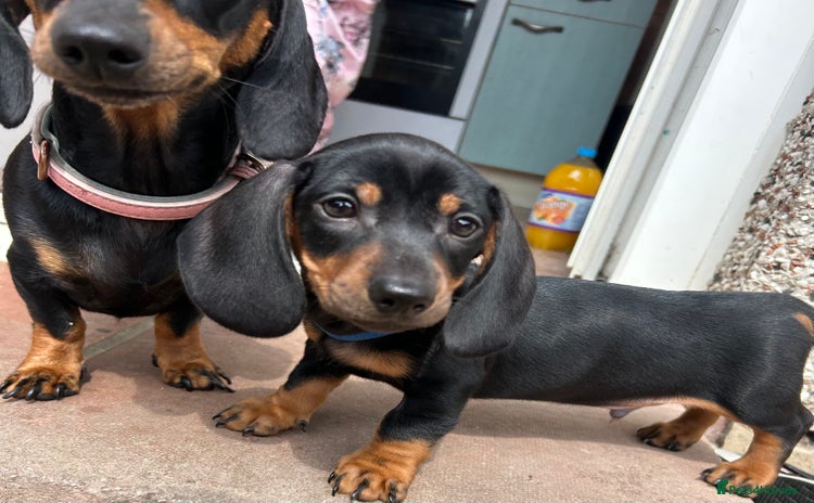 Miniature Dachshund dogs - Advert 4