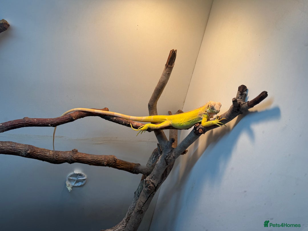 Iguana reptiles for sale: Albino iguana  - Advert 4