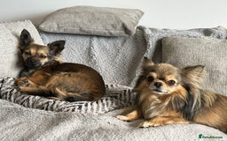 Chihuahua dogs for sale: Beautiful Chihuahua Puppies  - Image 6