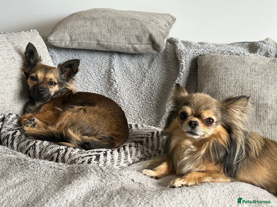 Chihuahua dogs for sale: Beautiful Chihuahua Puppies  - Image 6
