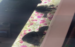 Terrapin reptiles for sale: x2 terrapin turtles - Image 4