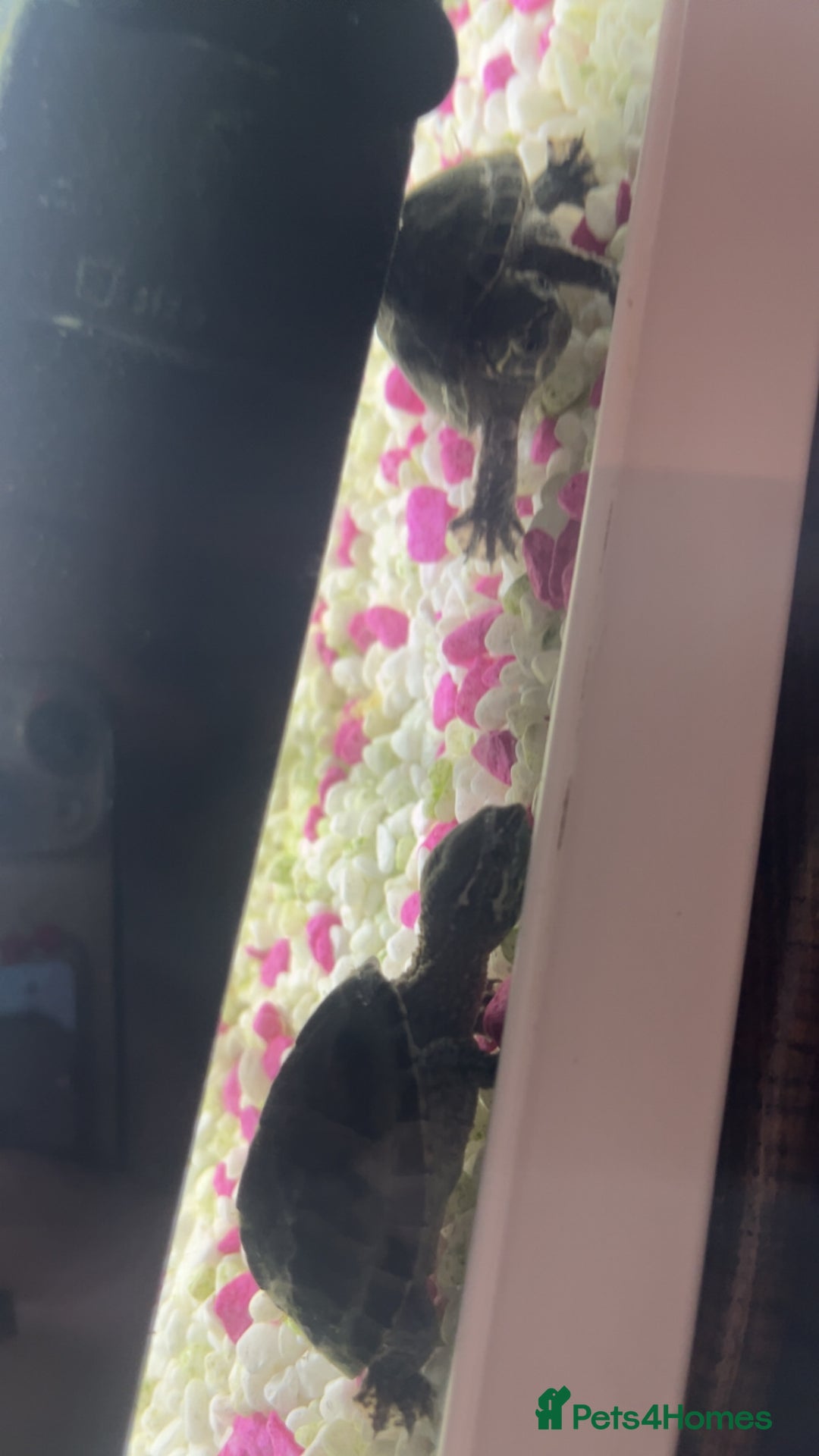 Terrapin reptiles for sale: x2 terrapin turtles - Image 4